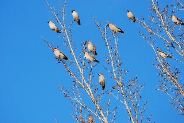Весна птицы прилетели