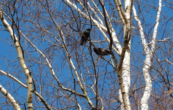 Весна березы скворец