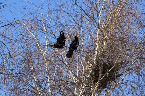 Ранняя Весна Грачи прилетели