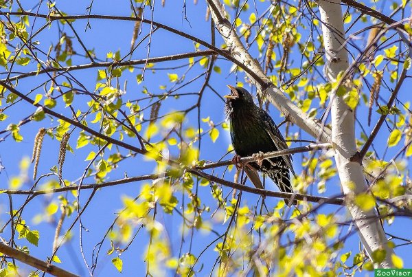 Весенние скворцы