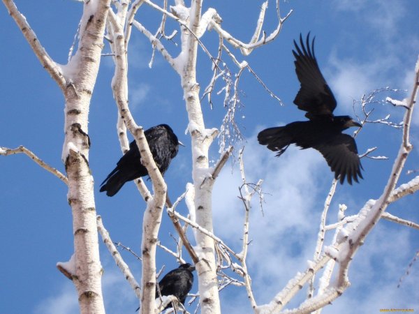 Весна Грачи прилетели