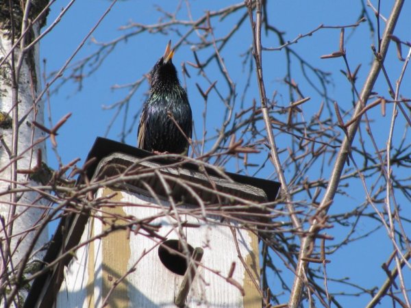 Скворцы прилетают ранней весной