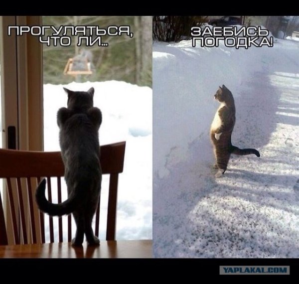 Весенний юмор в картинках