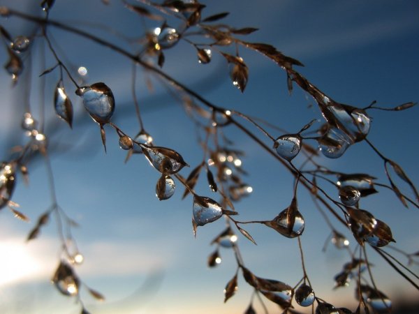 Весенняя капель