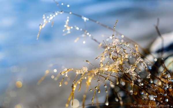 Весна капель