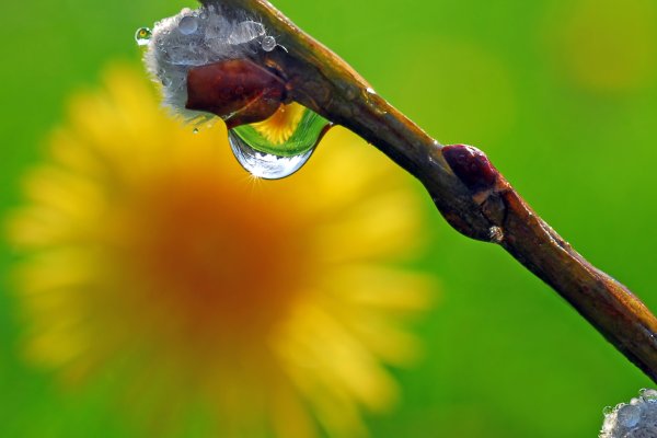 Фото Весна капает