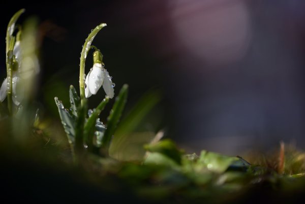 Подснежники макро