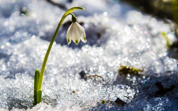 Подснежник снежный