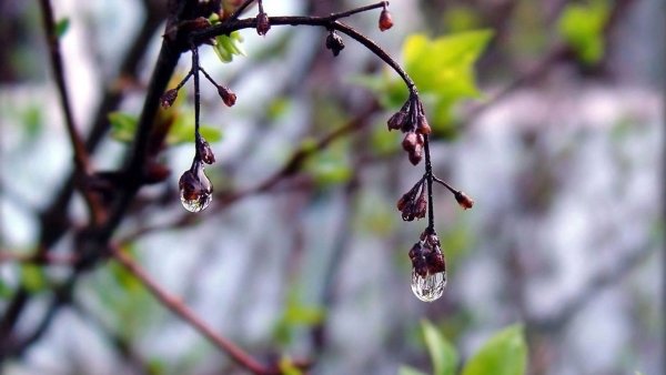 Сережки на деревьях