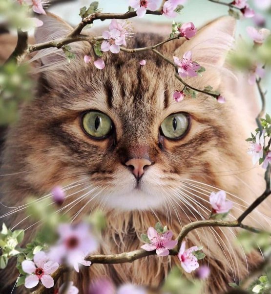 Кошка Весна