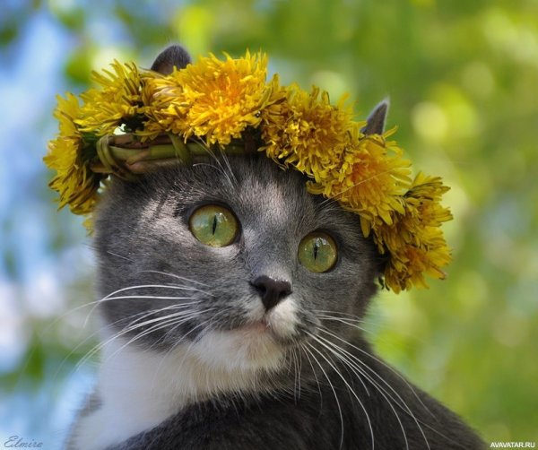 Кот Весна