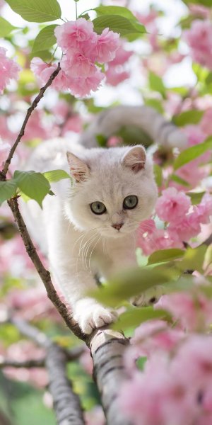 Котики весной