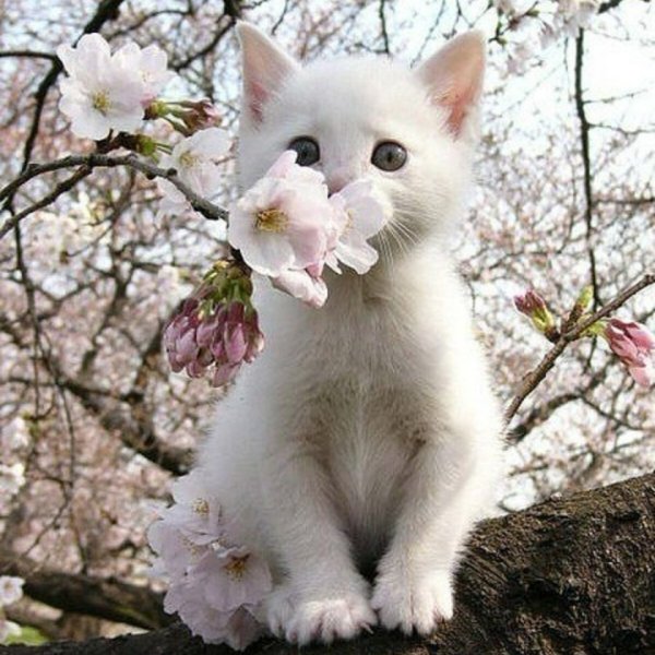 Кот на Сакуре