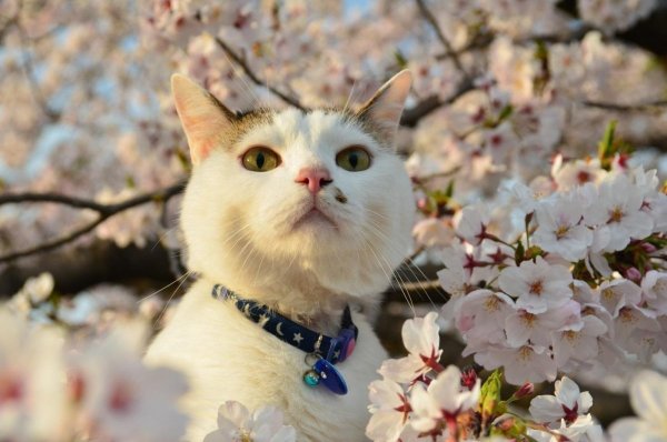 Весенние кошки
