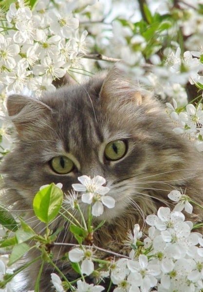 Котенок и Весна