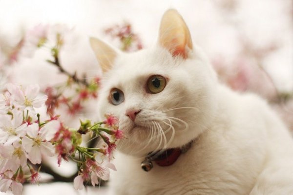 Котенок в весенних цветах