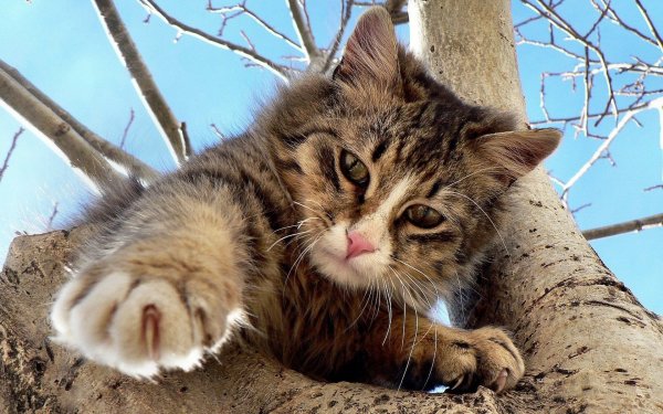 Котик с венком на голове