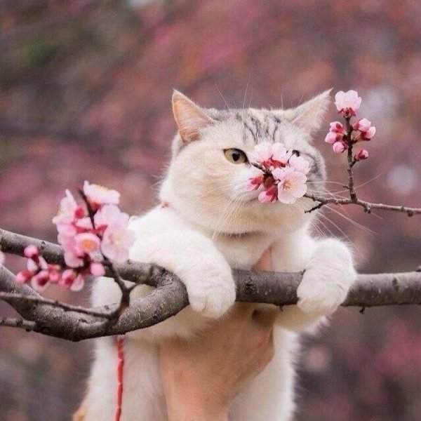 Красивые картинки котики и кошки на аву, аватарку — подборка