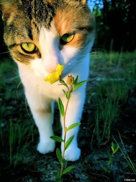 Кот в венке