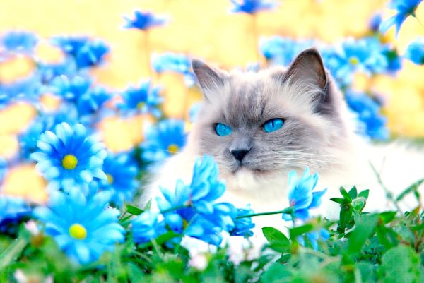 Котик нюхает цветы