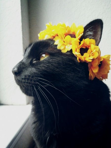 Весна с котами