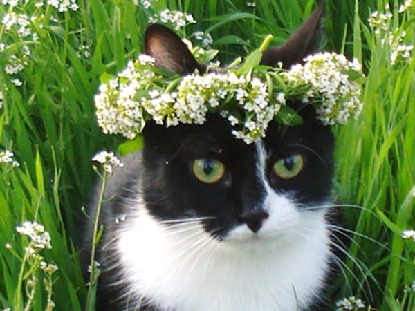 Весна и котики