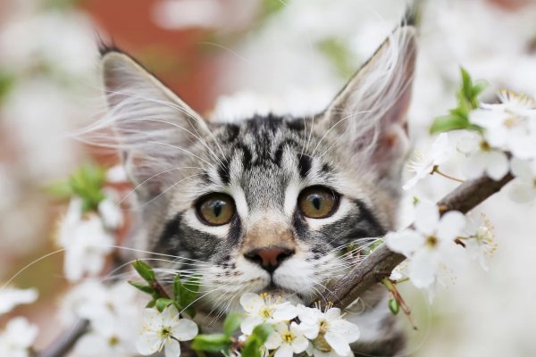Кот летом