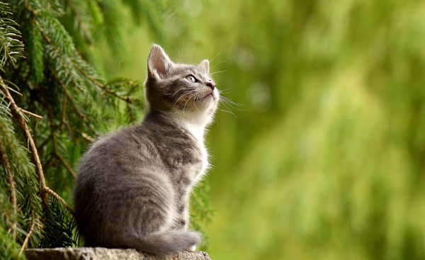 Весенние кошки