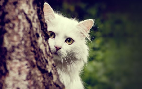 Кот в цветах