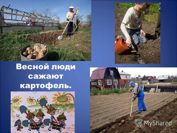 Раскраска сельское хозяйство