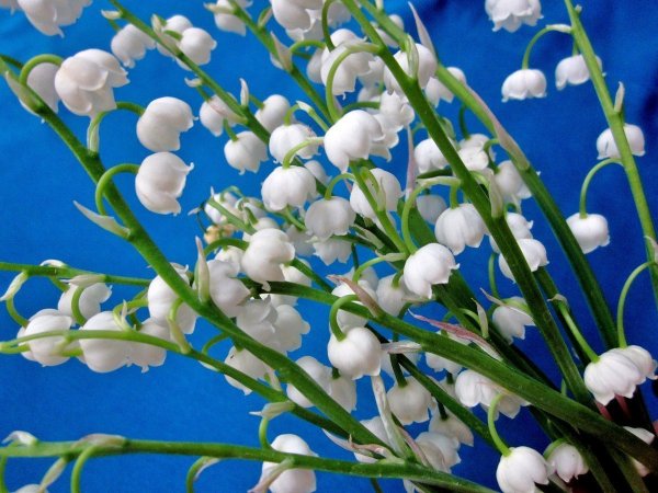 Ландыш prolificans