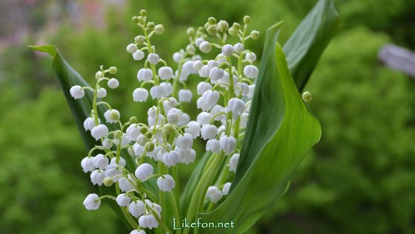 Ландыши в природе