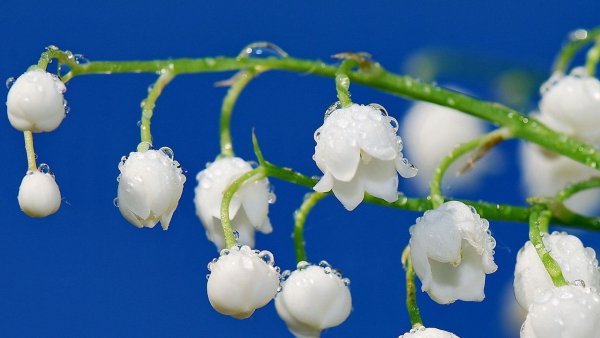 Ландыш серебристый