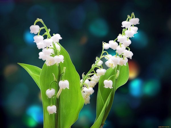 Первоцветы белые колокольчики