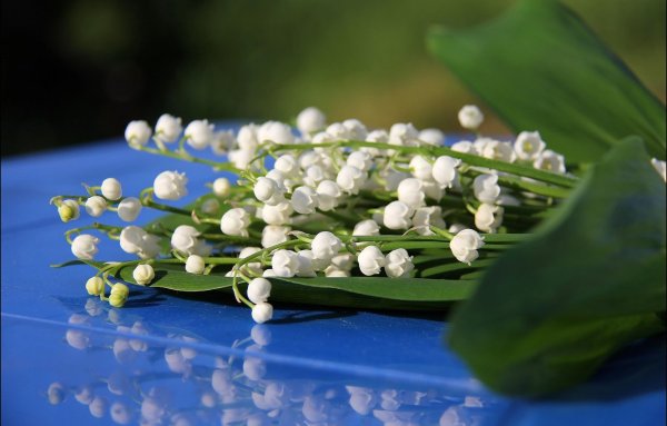 Цветы Ландыши