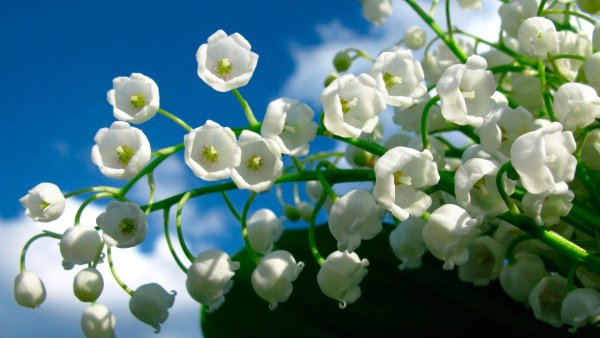 Ландыш серебристый