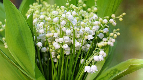 Весна Ландыши