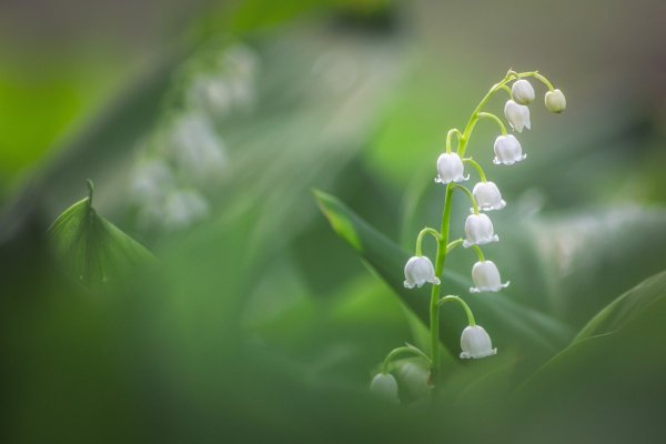Карпатский Ландыш