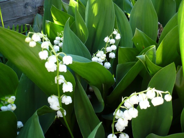 Брактеозных (Ландыш)