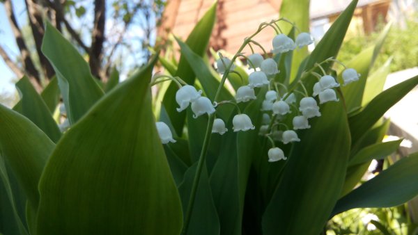 Весенняя зелень