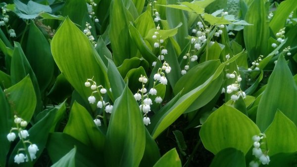 Ландыш грандифлора