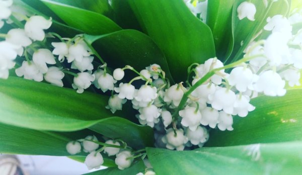 Ландыши на рабочий стол