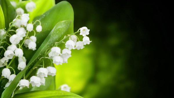 Желтые Ландыши