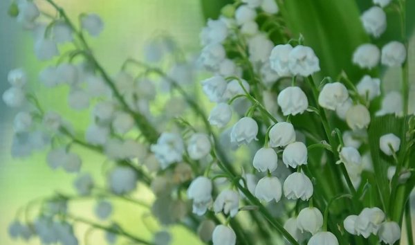 Нежные Ландыши