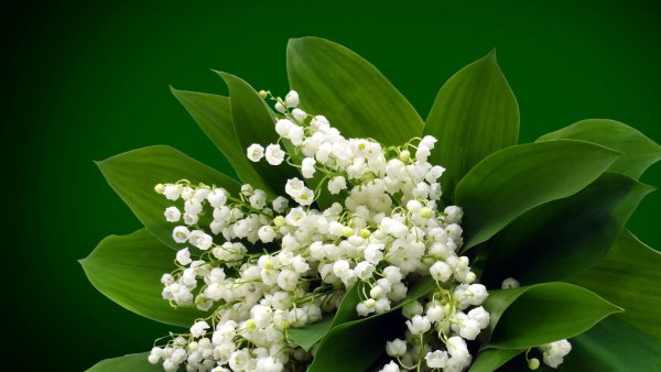 Ландыш горный