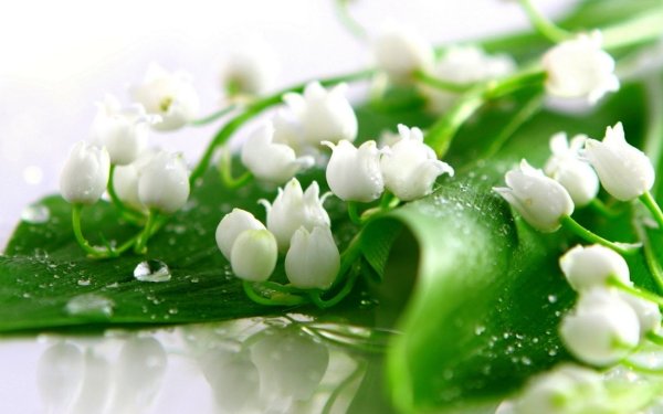 Карпатский Ландыш