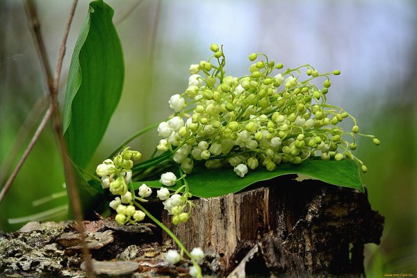 Сирень и Ландыши букет