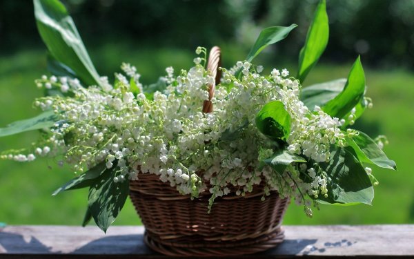 Пастернак Ландыши