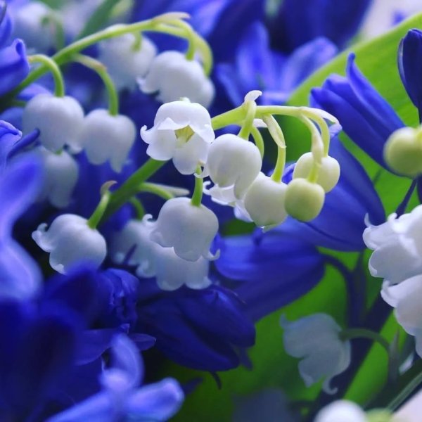 Якутский Ландыш