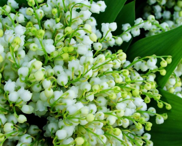 Весенние цветы в лесу